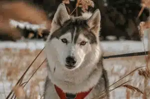 Husky en traîneau sur la neige, regard perçant et pelage épais.