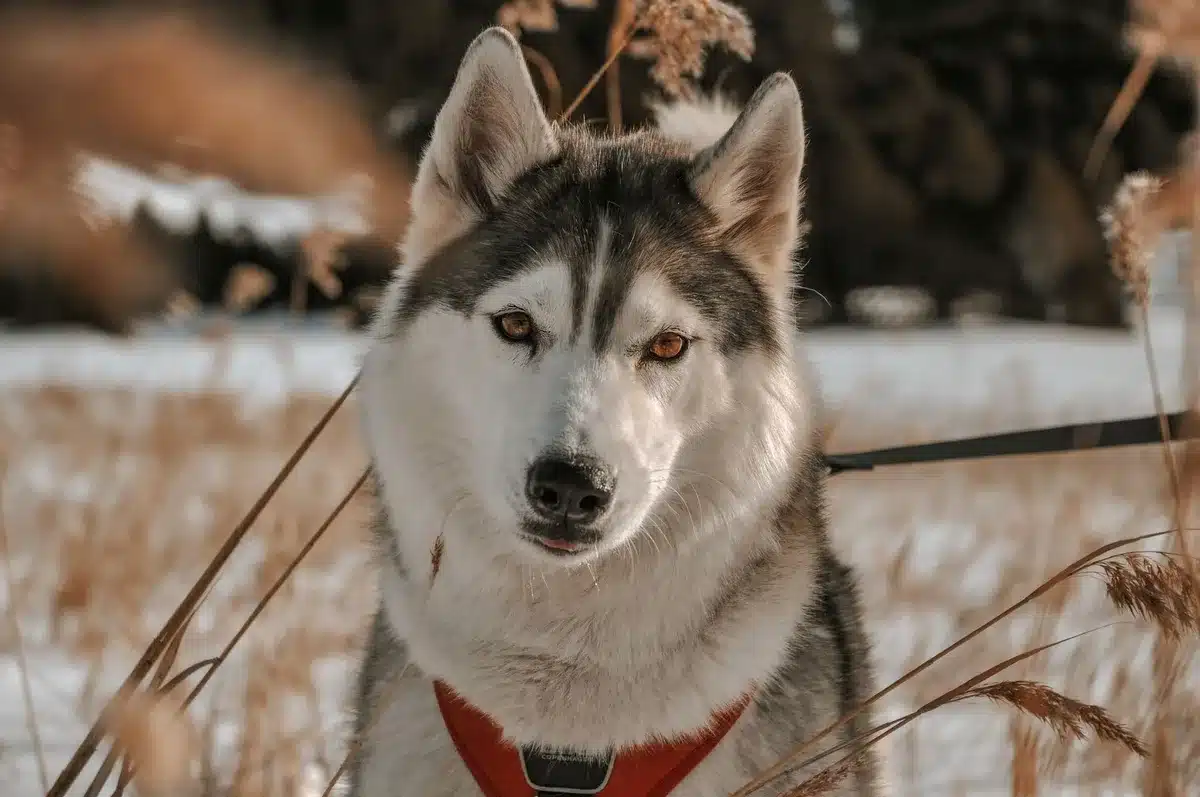 Husky en traîneau sur la neige, regard perçant et pelage épais.