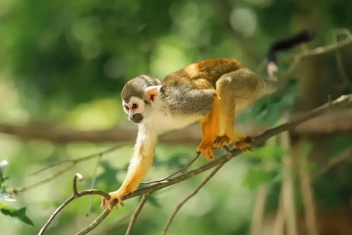Martre des pins grimpant avec agilité sur une branche d'arbre