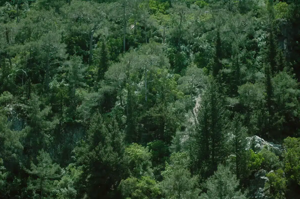 Forêt dense avec feuillus et conifères, habitat naturel de la martre