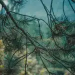 Martre des pins au pelage brun chocolat sur une branche d'arbre en forêt dense
