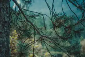 Martre des pins au pelage brun chocolat sur une branche d'arbre en forêt dense
