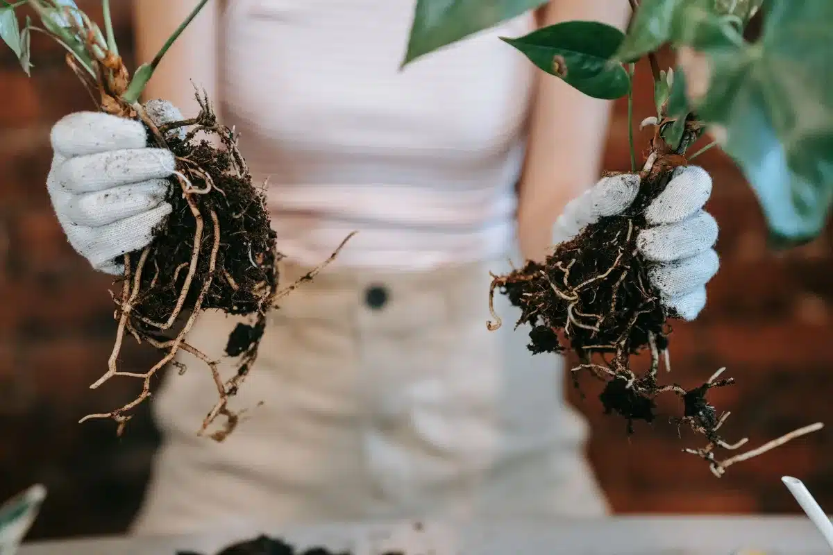 Jeune plant de fraisier bien enraciné après deux à trois semaines de développement sur le terreau
