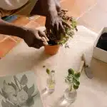 Mains de jardinier ancrant un jeune stolon de fraisier dans du terreau humide avec un petit crochet