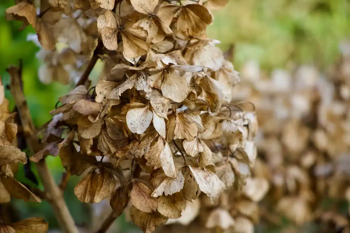 Feuilles flétries d'une plante d'intérieur montrant les signes du sous-arrosage