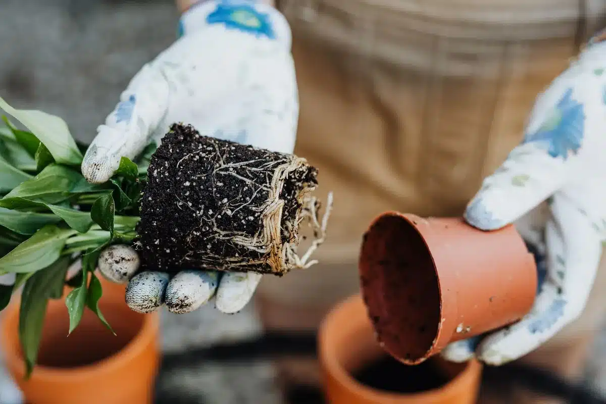 Pot de plante avec sol gorgé d'eau et drainage insuffisant, causes de la pourriture racinaire