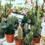 Cactus de Noël dépérissant avec feuilles flétries et taches brunes sur le rebord d'une fenêtre