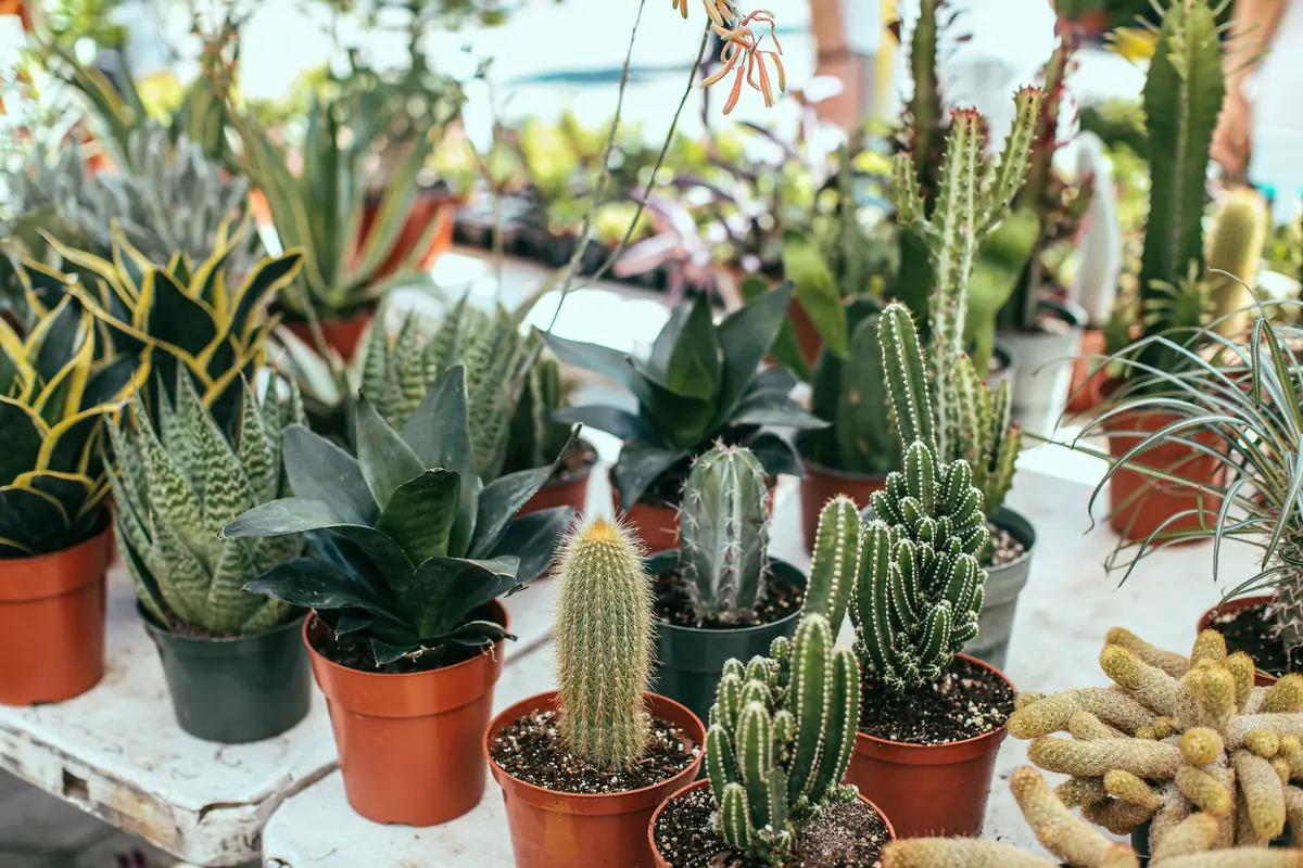 Cactus de Noël dépérissant avec feuilles flétries et taches brunes sur le rebord d'une fenêtre