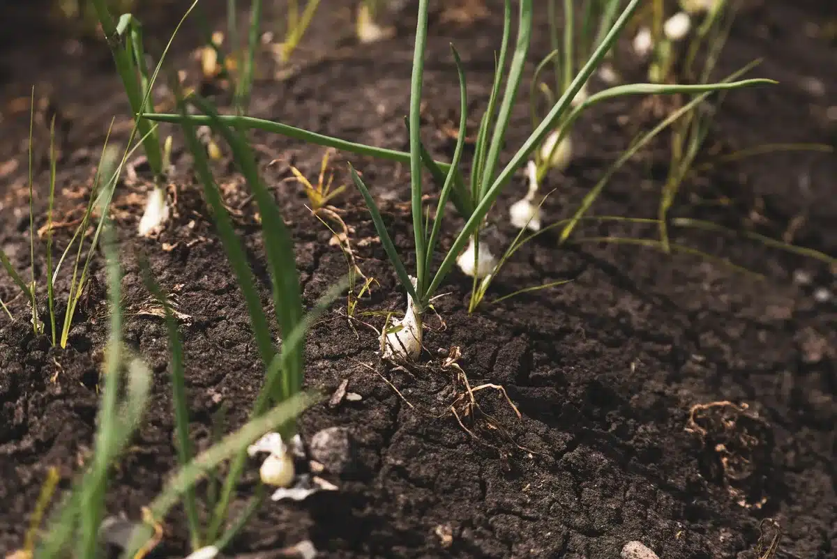 Jeunes plants d'oignons éclaircis dans un potager avec espacement régulier