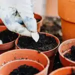 Mains semant des graines d'oignon dans un lit de terre préparé, avec outils de jardinage