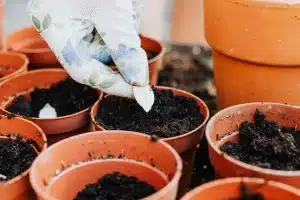 Mains semant des graines d'oignon dans un lit de terre préparé, avec outils de jardinage