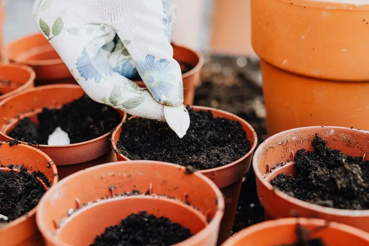 Mains semant des graines d'oignon dans un lit de terre préparé, avec outils de jardinage