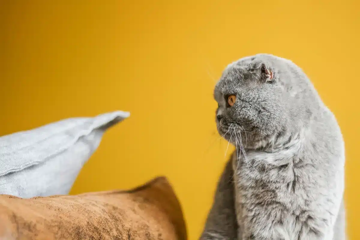 Chat Scottish Fold montrant ses oreilles pliées caractéristiques et sa tête ronde