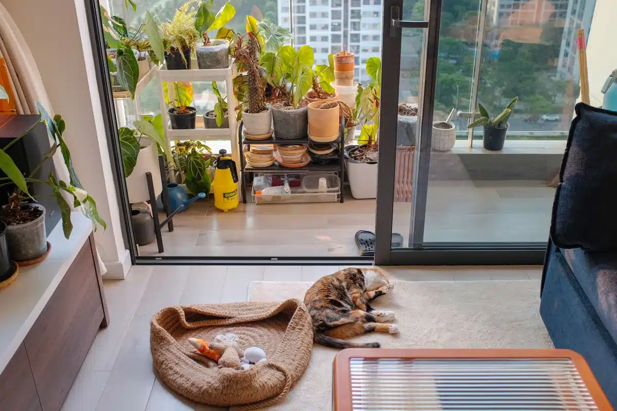 Chat allongé dans une posture amusante et paisible sur un canapé confortable