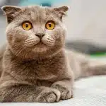 Chat aux oreilles pliées caractéristiques avec une expression douce et paisible