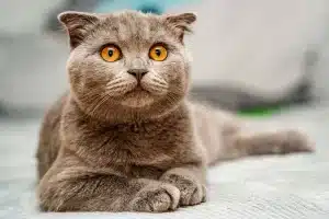 Chat aux oreilles pliées caractéristiques avec une expression douce et paisible