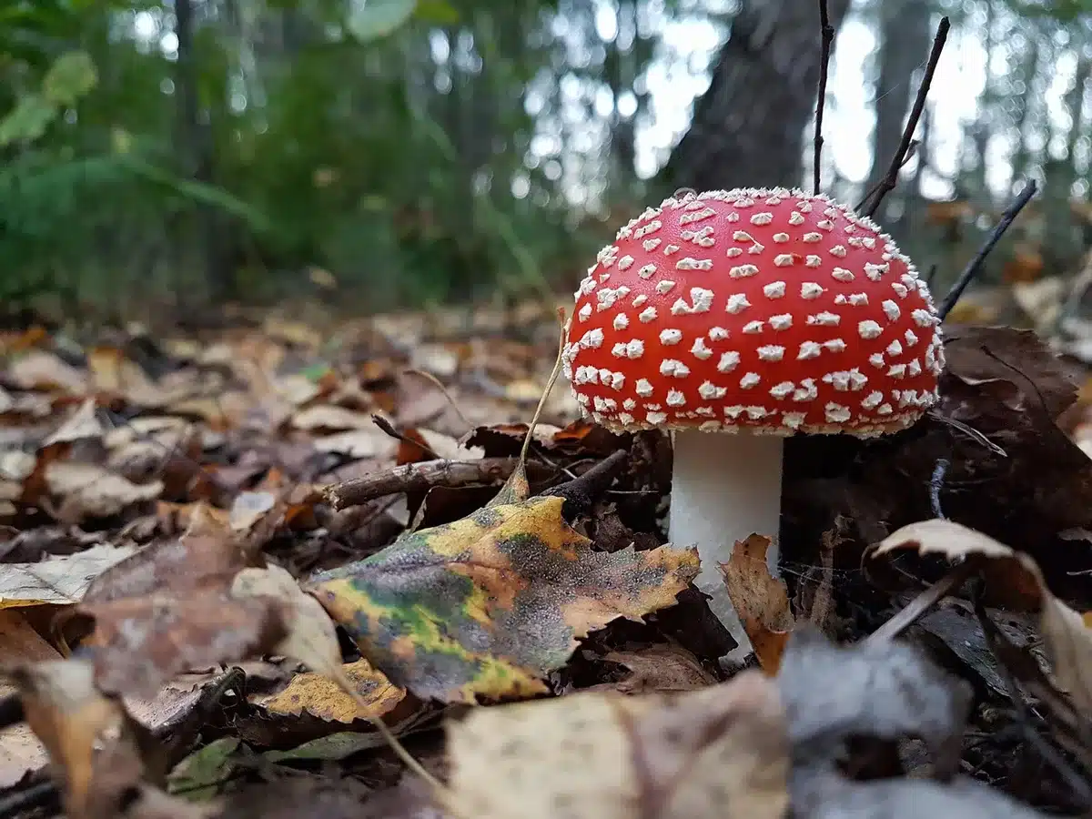 Ingrédients pour la conserve: champignons rosés-des-prés, citrons, sel et beurre