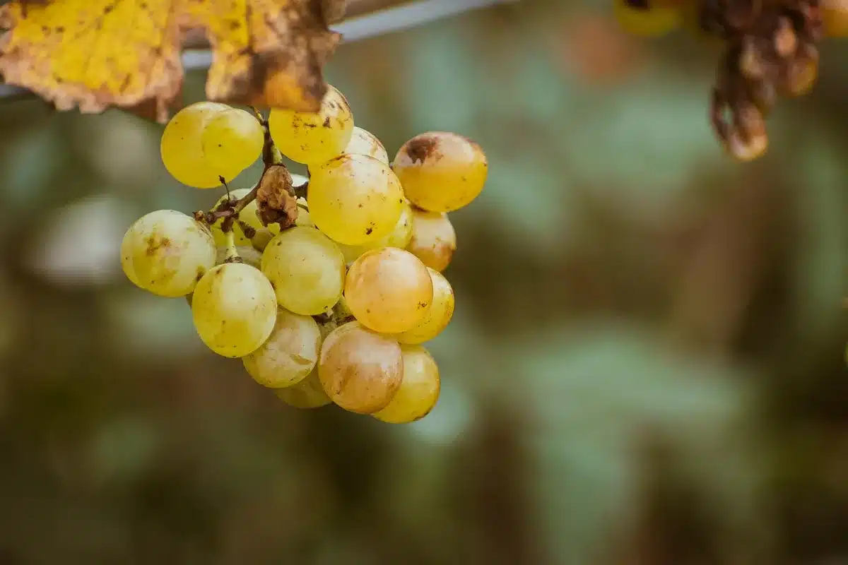 Bol de raisins 'Italia' lavés sur un plan de travail de cuisine