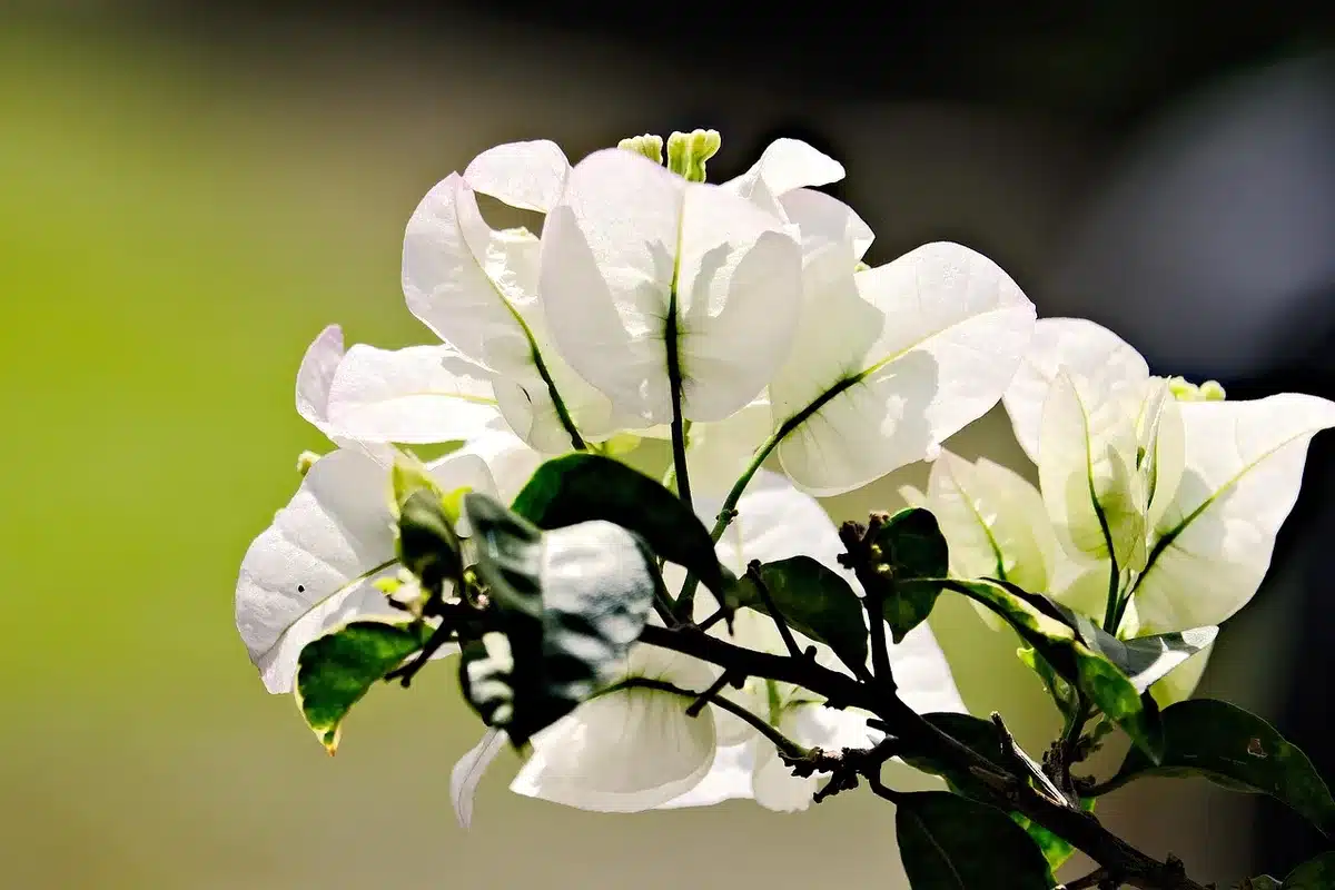 Préparation d'une bouture de bougainvillier coupée proprement à la base