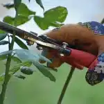 Bouture de bougainvillier prête à être plantée dans un pot, sur une terrasse en pleine journée