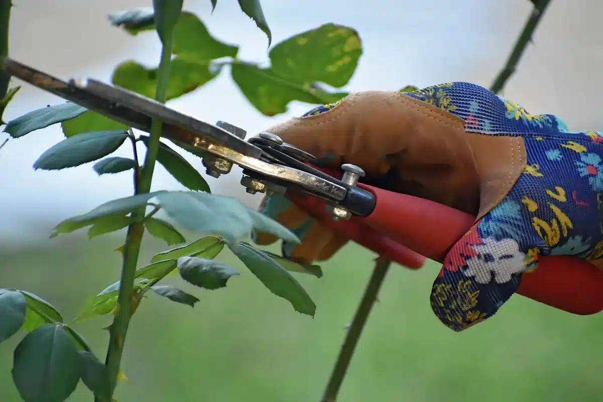 Bouture de bougainvillier prête à être plantée dans un pot, sur une terrasse en pleine journée