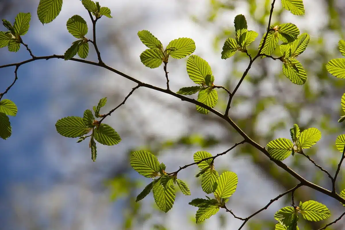 Forêt de feuillus avec chênes et hêtres où vit le loir.