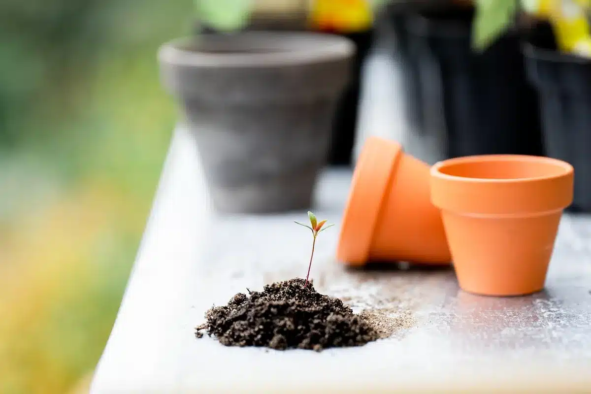 Terreau universel et pot prêts pour le rempotage des divisions d'agapanthe