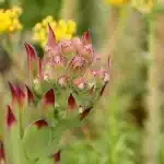 Mains divisant une agapanthe avec un couteau, racines et jeunes plants visibles