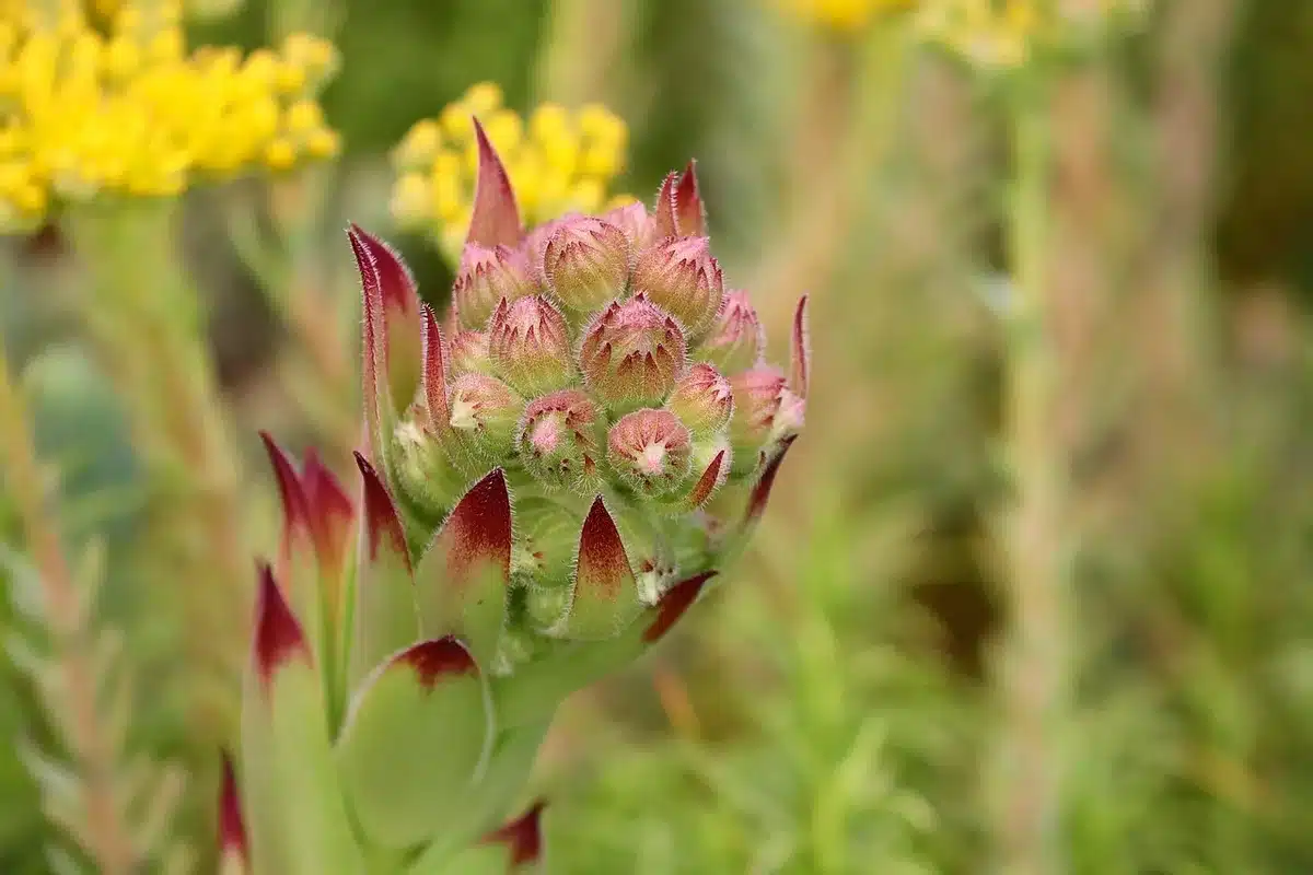 Mains divisant une agapanthe avec un couteau, racines et jeunes plants visibles