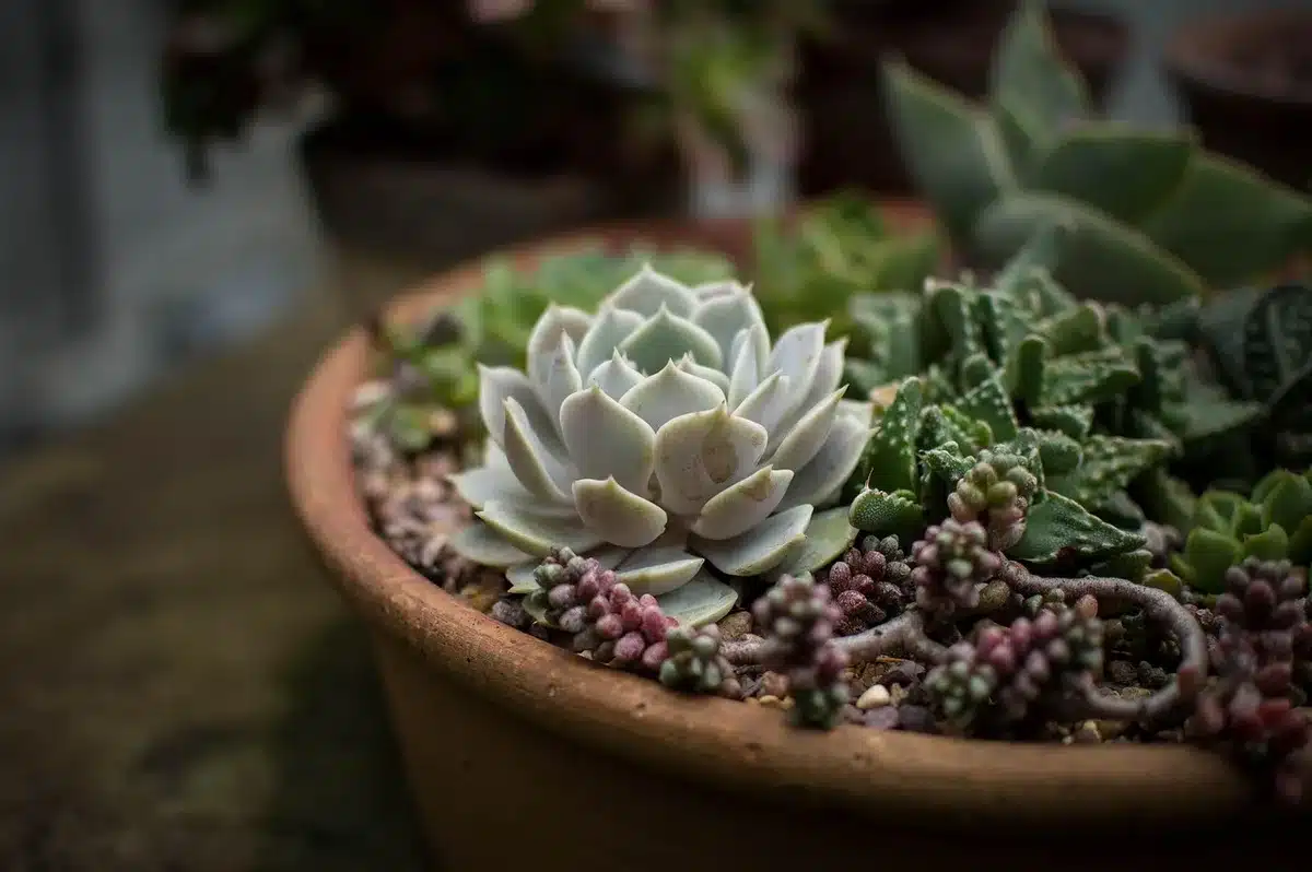 Pièges collants insérés dans des plantes d'intérieur en pot