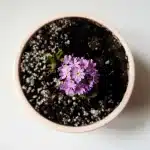 Piège collant jaune garni de substance visqueuse, inséré dans une plante d'intérieur avec des insectes capturés