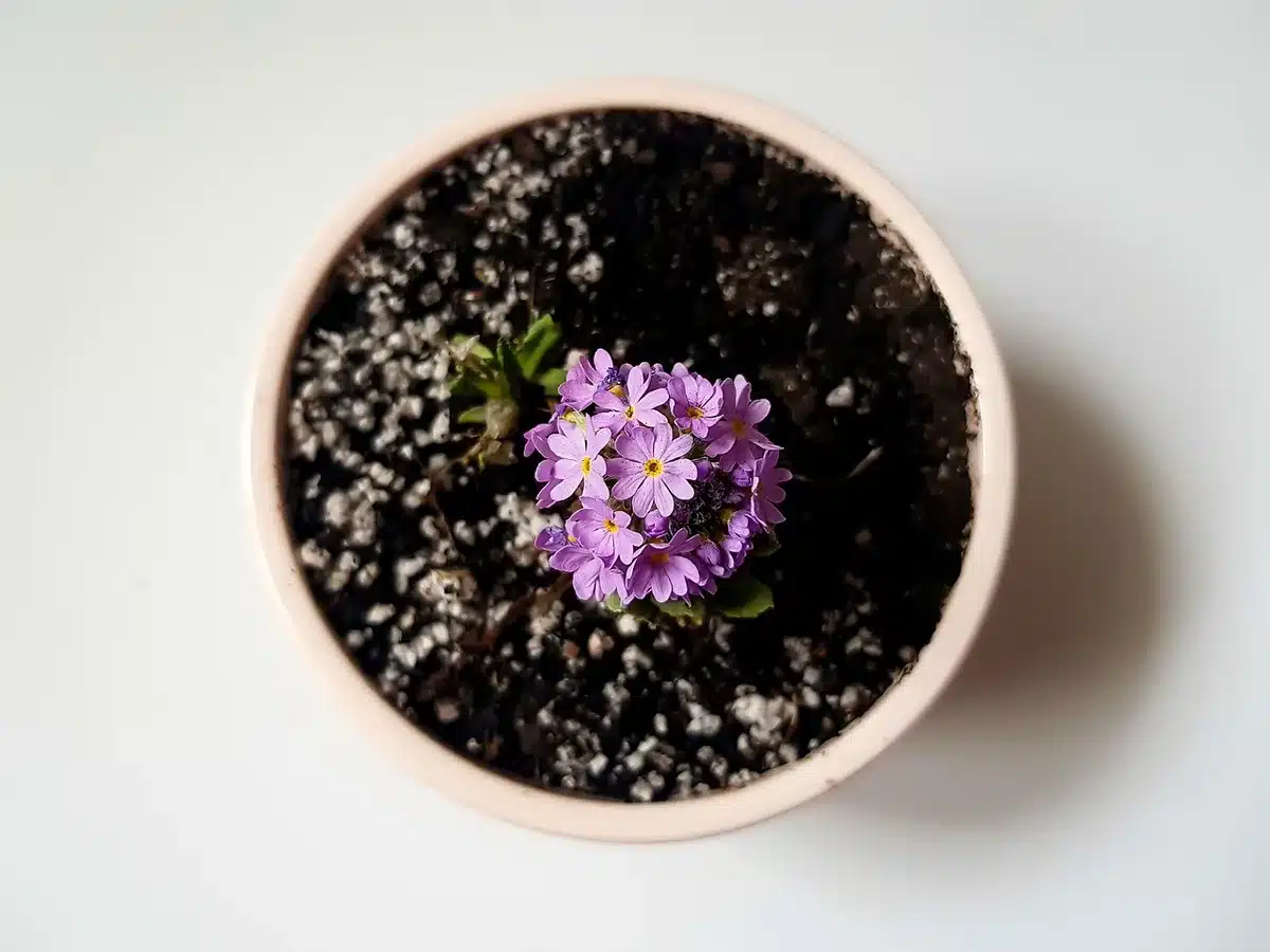 Piège collant jaune garni de substance visqueuse, inséré dans une plante d'intérieur avec des insectes capturés