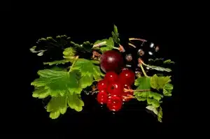 Pot de confiture de cassis sur une table rustique avec cassis et feuilles