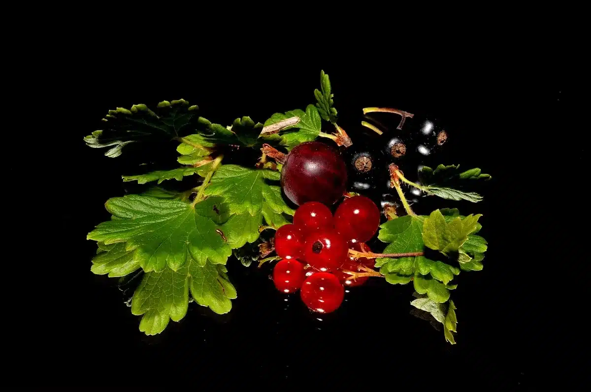 Pot de confiture de cassis sur une table rustique avec cassis et feuilles