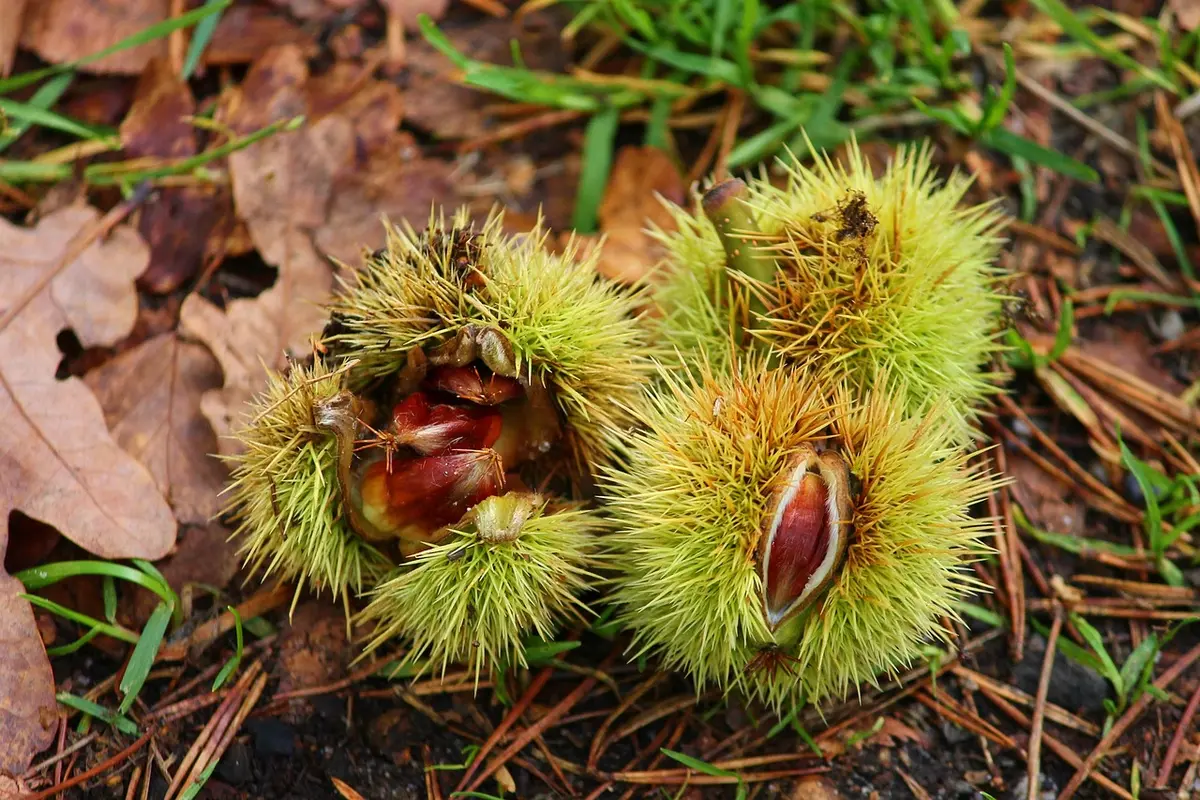 Bogue de châtaignier ouverte montrant plusieurs fruits et épines