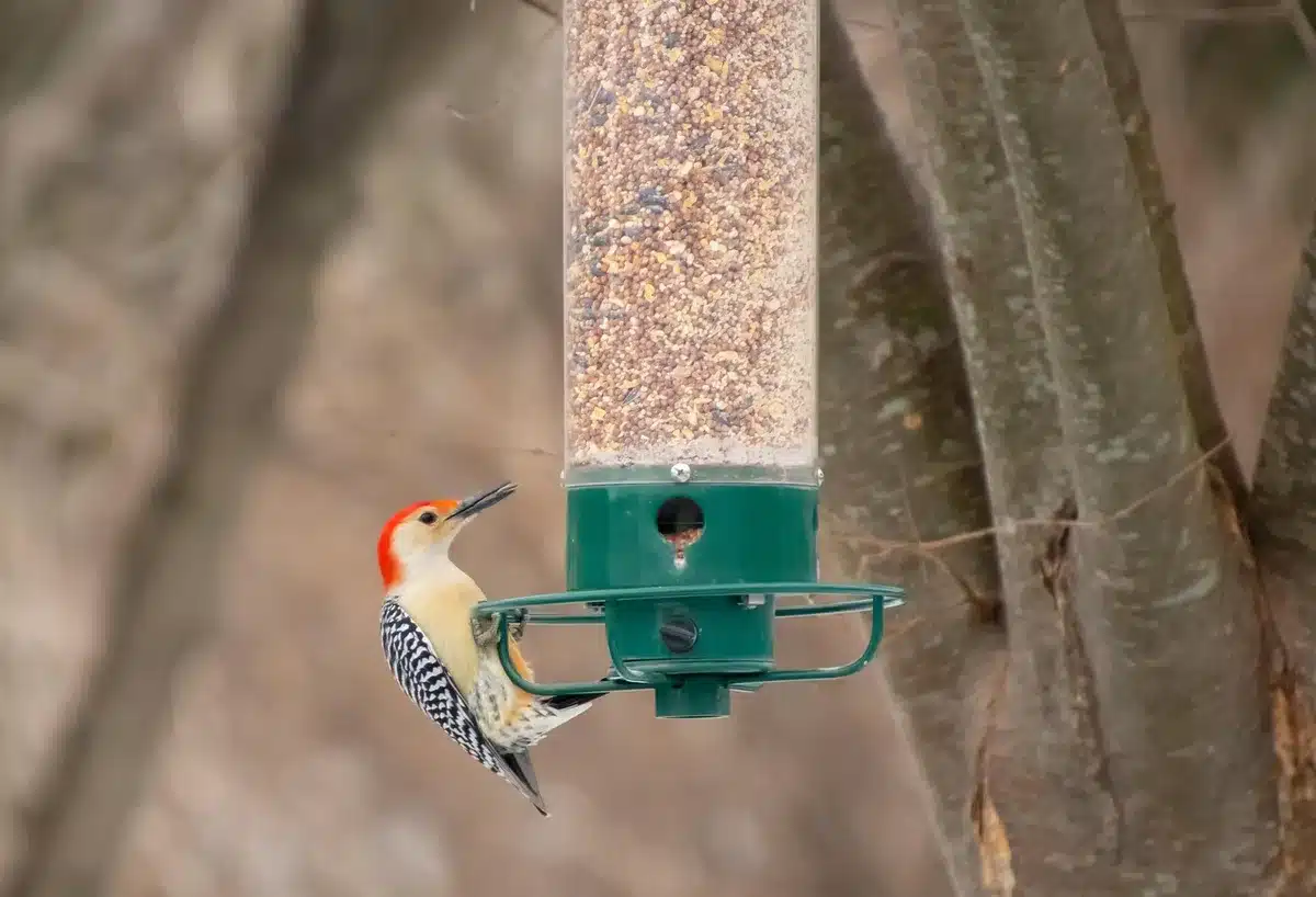 Personne observant des oiseaux depuis une terrasse avec jumelles et guide d'identification