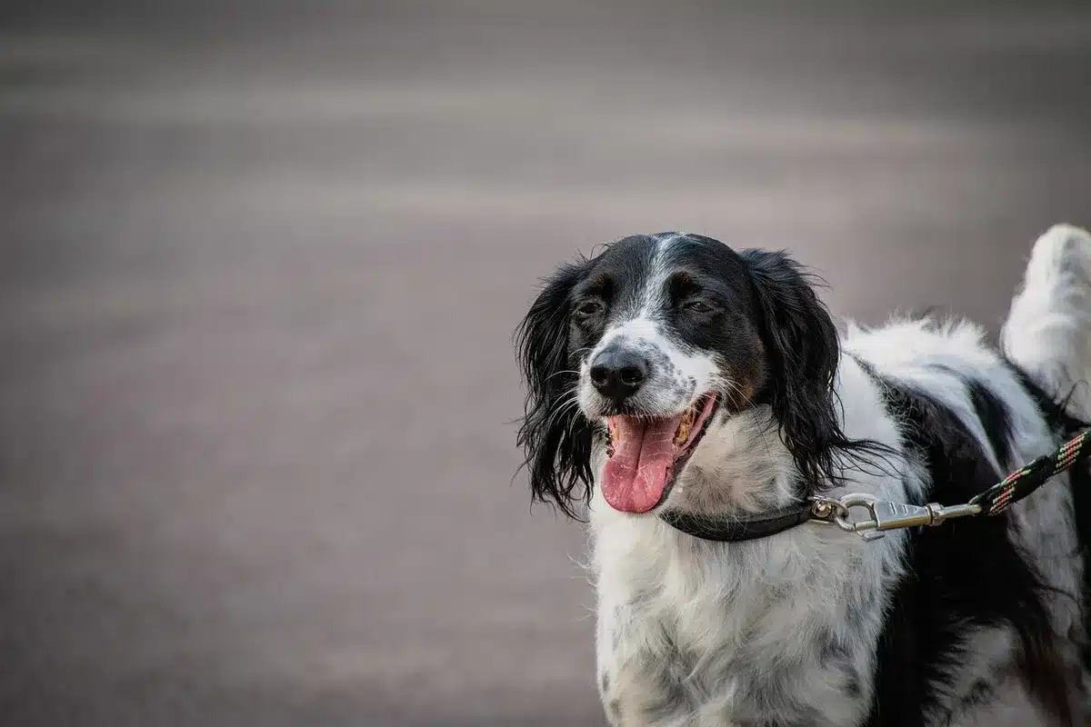 Grand chien lors d'un examen vétérinaire, mise en évidence des articulations