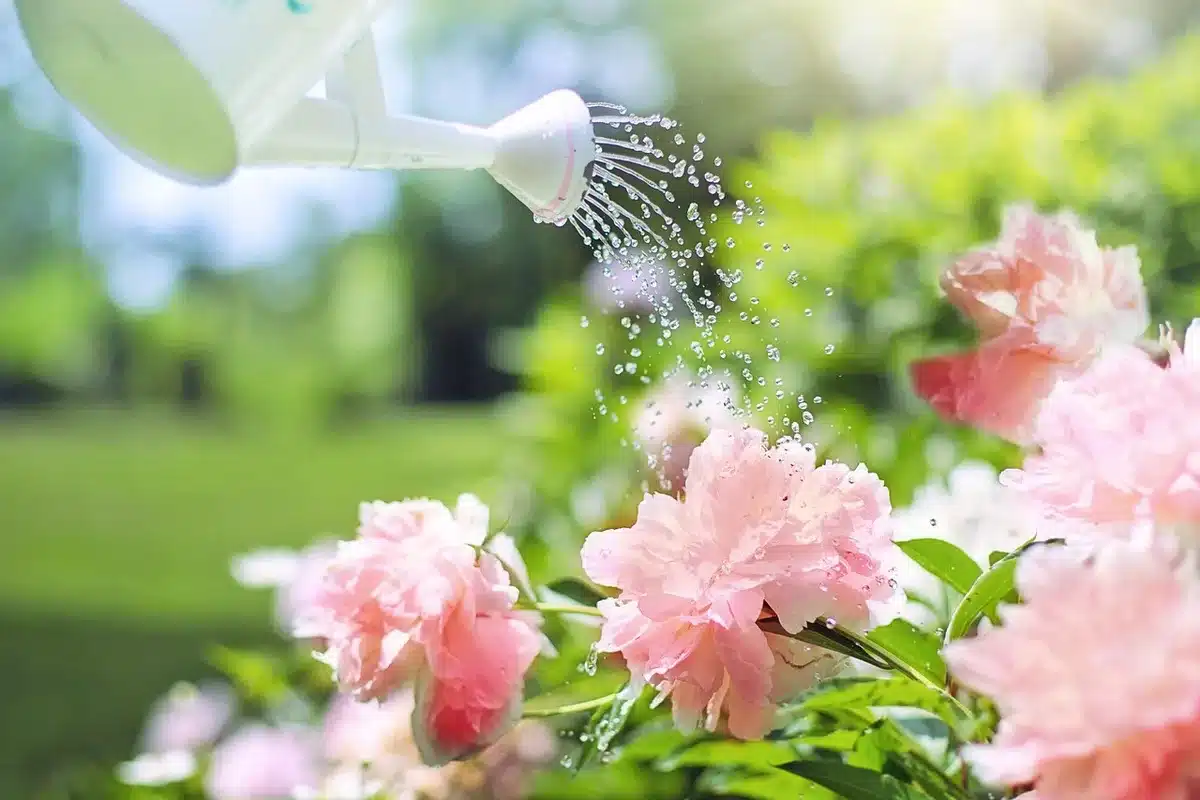 Arrosage par le bas d'une plante en pot depuis une soucoupe