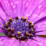 Violette africaine en pot sur une fenêtre, mains arrosant doucement