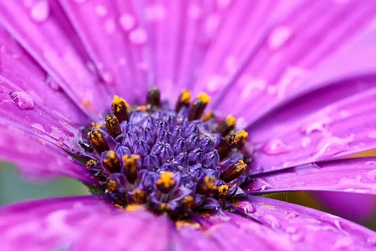 Violette africaine en pot sur une fenêtre, mains arrosant doucement