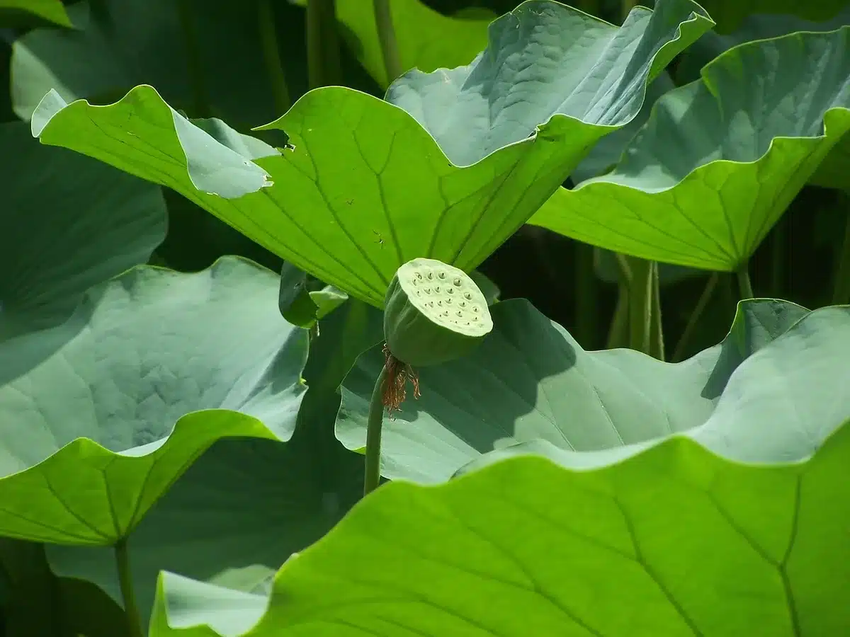 Le Lotus Building posé sur un lac artificiel en plein jour