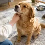 15 races de chiens qui vivent le plus longtemps : découvrez les champions de la longévité