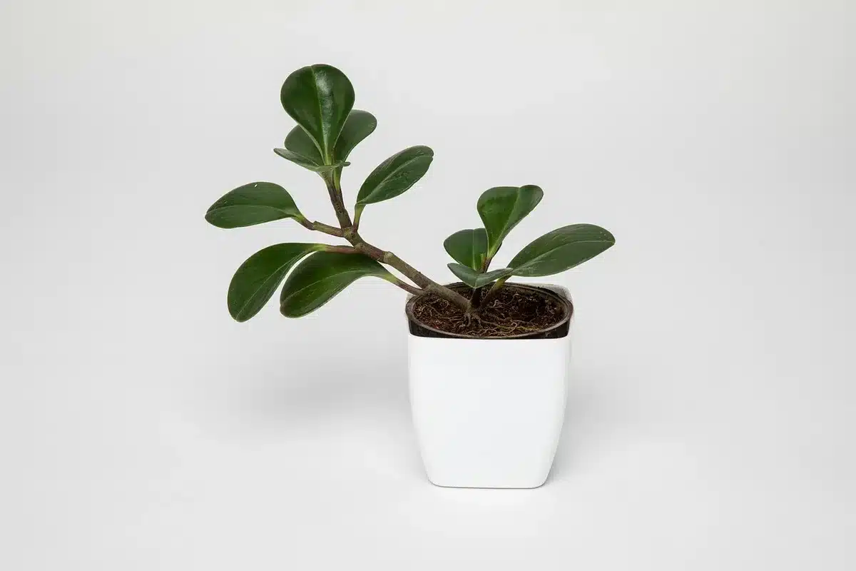 Pots en terre peints et outils pour créer des cloches en faux laiton