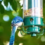 Coin de jardin en plein jour avec mangeoire, bain d'oiseaux et arbustes