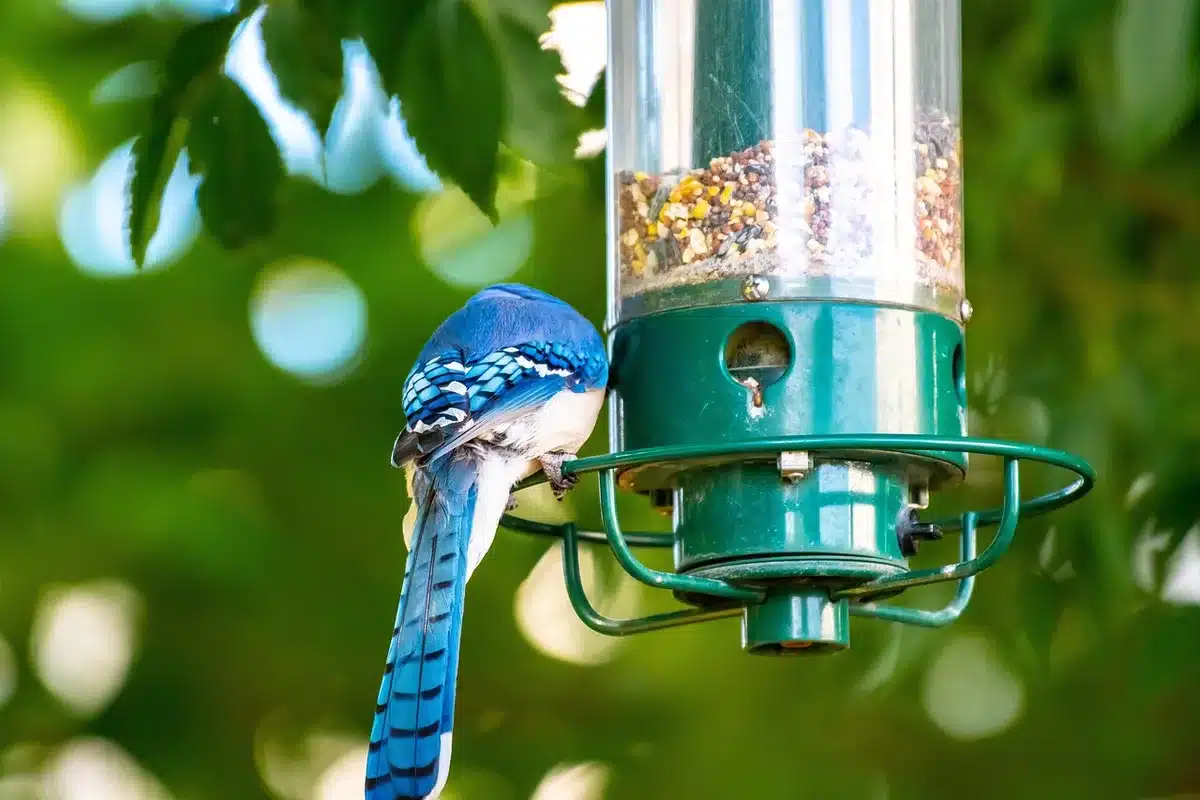 Coin de jardin en plein jour avec mangeoire, bain d'oiseaux et arbustes