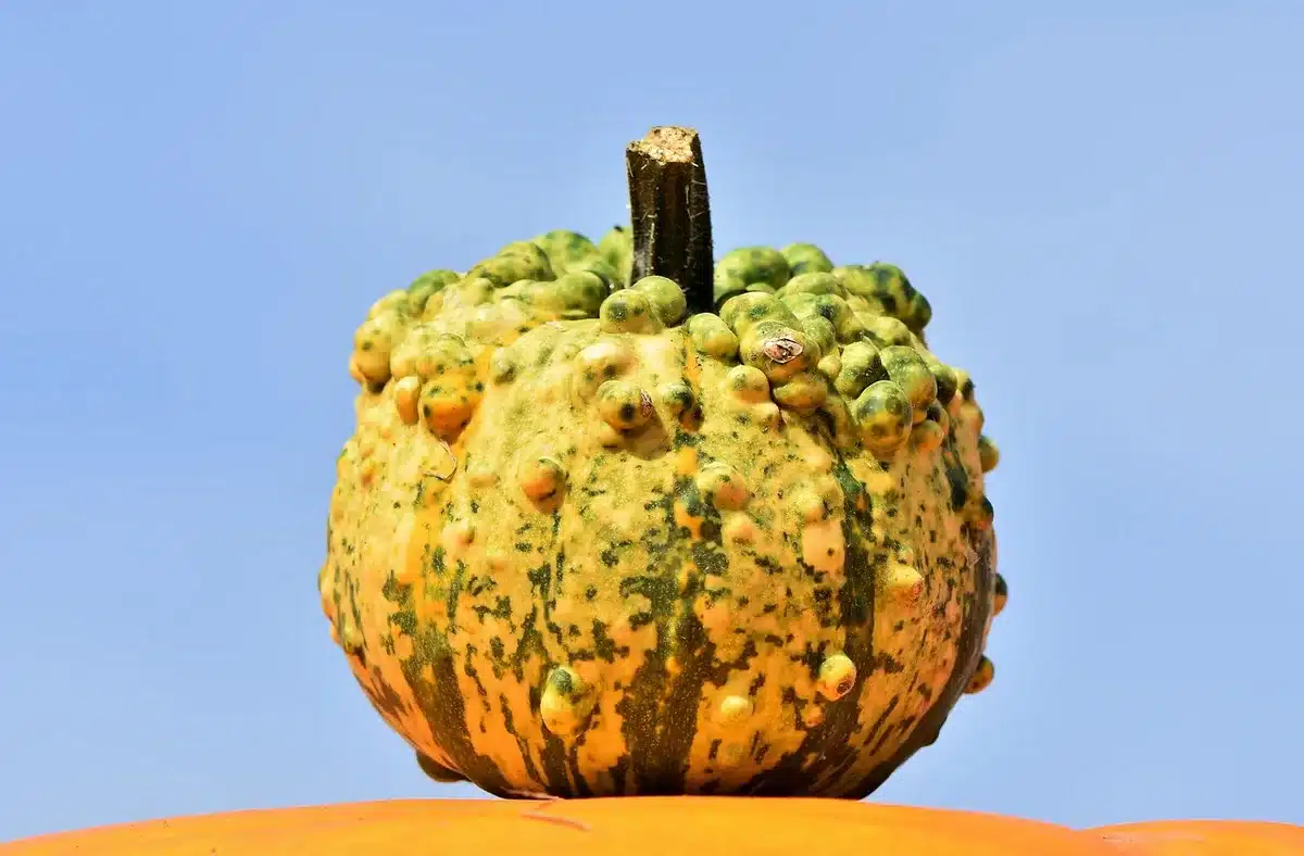 Citrouilles en carton peintes, posées sur une étagère en plein jour