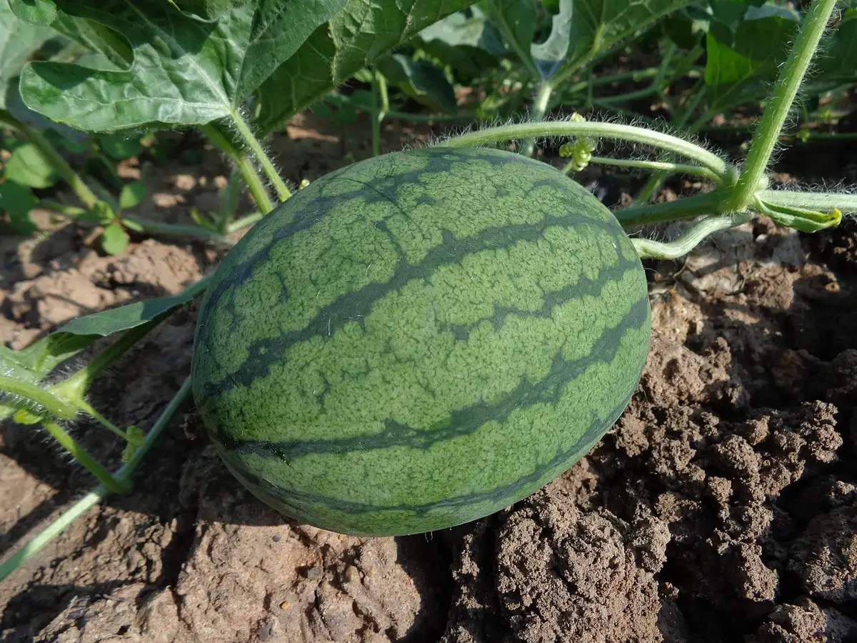 Terre ameublie après passage de la motobineuse dans un potager
