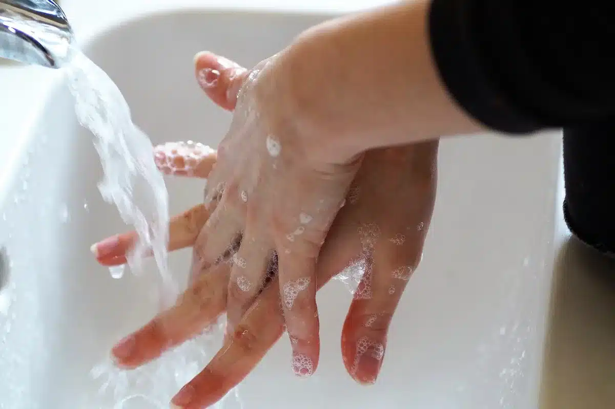 Vue d'une serre propre avec vitres lavées et étagères désinfectées en pleine journée