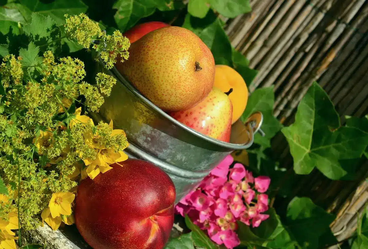Main récoltant une poire en testant le pédoncule