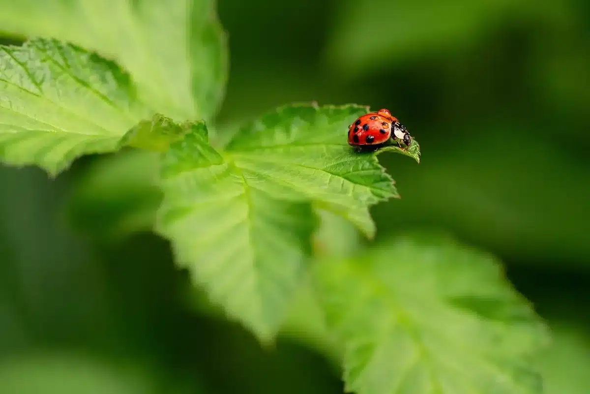 Vaporisateur maison posé sur une table de jardin près d'un érable